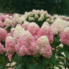 Load image into Gallery viewer, Hydrangea pan. ‘Limelight Prime’