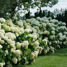 Load image into Gallery viewer, Hydrangea arb. 'Incrediball'
