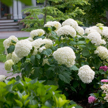 Load image into Gallery viewer, Hydrangea arb. 'Incrediball'