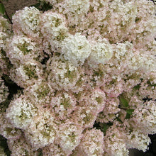 Load image into Gallery viewer, Hydrangea pan. 'Bobo'