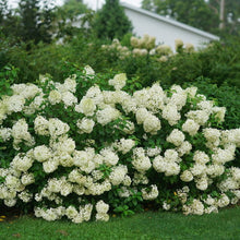 Load image into Gallery viewer, Hydrangea pan. 'Bobo'