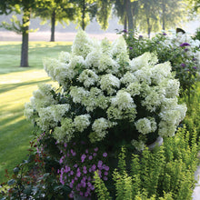 Load image into Gallery viewer, Hydrangea pan. 'Bobo'