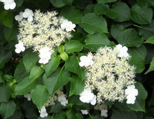 Load image into Gallery viewer, Hydrangea petiolaris - Climbing Hydrangea