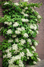 Load image into Gallery viewer, Hydrangea petiolaris - Climbing Hydrangea