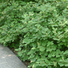 Load image into Gallery viewer, Fothergilla gardenii