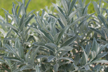 Load image into Gallery viewer, Salix can. 'Iceberg Alley' - Sage Leaf Willow