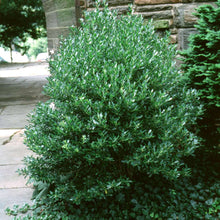Load image into Gallery viewer, Ilex glabra 'Densa'