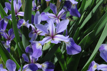 Load image into Gallery viewer, Iris vers. ‘Purple Flame’