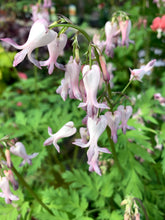 Load image into Gallery viewer, Dicentra exima - Bleeding Heart