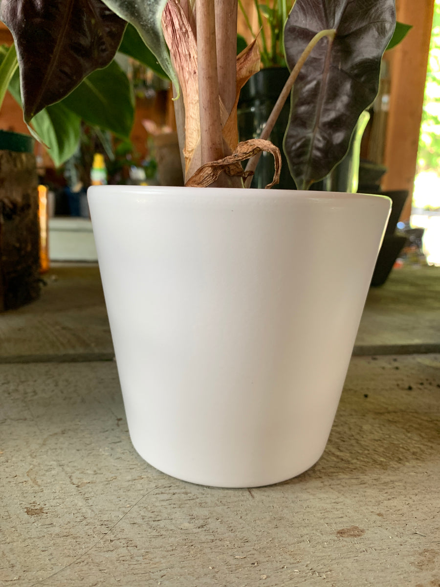 5 inch ceramic plant pots Amanda