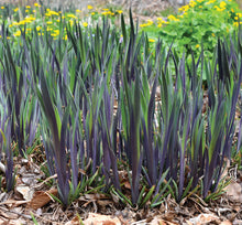 Load image into Gallery viewer, Iris vers. ‘Purple Flame’