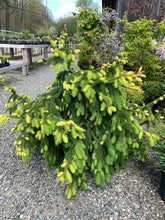 Load image into Gallery viewer, Picea abies 'Acrocona'