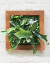 Load image into Gallery viewer, Fern Kit Planter