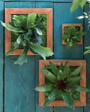 Load image into Gallery viewer, Fern Kit Planter