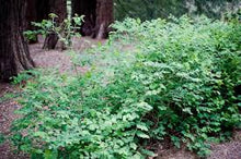 Load image into Gallery viewer, Symphoricarpos albus