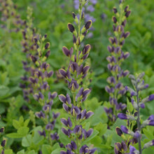 Load image into Gallery viewer, Baptisia 'Indigo Spires'