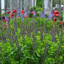 Load image into Gallery viewer, Baptisia 'Indigo Spires'