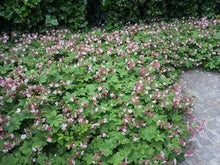 Load image into Gallery viewer, Geranium 'Ingwersons Variety'