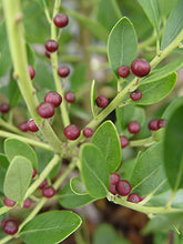 Load image into Gallery viewer, Ilex glabra 'Densa'
