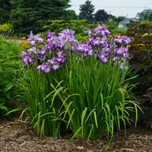 Load image into Gallery viewer, Iris ensata 'Lion King' - Japanese Iris