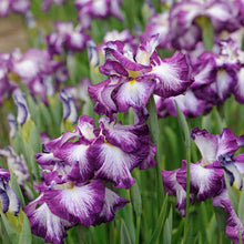 Load image into Gallery viewer, Iris ensata 'Lion King' - Japanese Iris