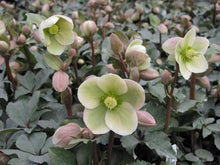 Load image into Gallery viewer, Helleborus 'Ivory Prince' - Lenten Rose