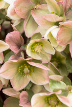 Load image into Gallery viewer, Helleborus 'Ivory Prince' - Lenten Rose
