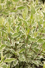 Load image into Gallery viewer, Cornus alba 'Ivory Halo'