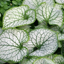 Load image into Gallery viewer, Brunnera 'Jack Frost'