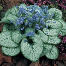 Load image into Gallery viewer, Brunnera 'Jack Frost'