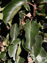 Load image into Gallery viewer, Pyrus cal. 'Javelin' - Flowering Pear