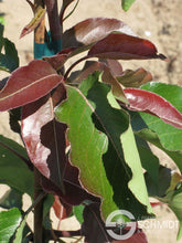 Load image into Gallery viewer, Pyrus cal. 'Javelin' - Flowering Pear