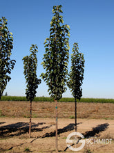 Load image into Gallery viewer, Pyrus cal. 'Javelin' - Flowering Pear