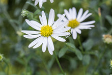 Load image into Gallery viewer, Kalimeris 'Daisy Mae'