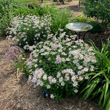 Load image into Gallery viewer, Kalimeris 'Daisy Mae'