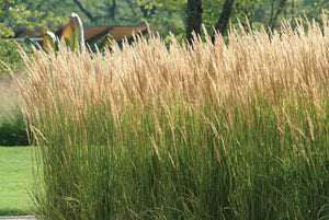 Calamagrostis 'Karl Foerster' - Feather Reed Grass