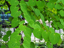 Load image into Gallery viewer, Cercidiphyllum japonicum