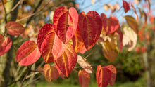 Load image into Gallery viewer, Cercidiphyllum japonicum