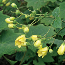 Load image into Gallery viewer, Kirengeshoma palmata - Yellow Wax Bells