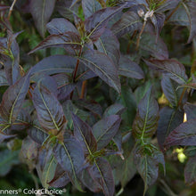 Load image into Gallery viewer, Diervilla 'Kodiac Black' - Bush Honeysuckle