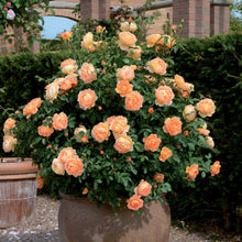 Load image into Gallery viewer, Rosa 'Lady of Shallot' - Shrub Rose