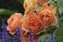 Load image into Gallery viewer, Rosa 'Lady of Shallot' - Shrub Rose