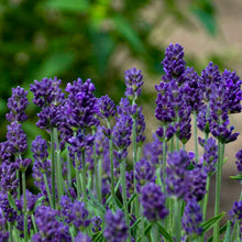 Load image into Gallery viewer, Lavandula 'Lavance' - English Lavender