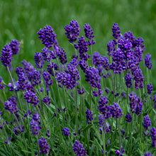 Load image into Gallery viewer, Lavandula 'Lavance' - English Lavender