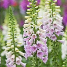 Load image into Gallery viewer, Digitalis purp. 'Camelot Lavender'