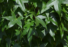 Load image into Gallery viewer, Liquidambar 'Slender Silhouette'