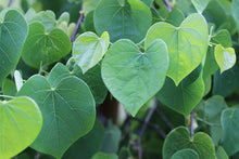 Load image into Gallery viewer, Cercis can. 'Vanilla Twist' - Redbud