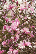 Load image into Gallery viewer, Magnolia x loebnari 'Leonard Messel'