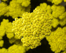 Load image into Gallery viewer, Achillea 'Little Moonshine' - Yarrow