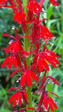 Load image into Gallery viewer, Lobelia cardinalis